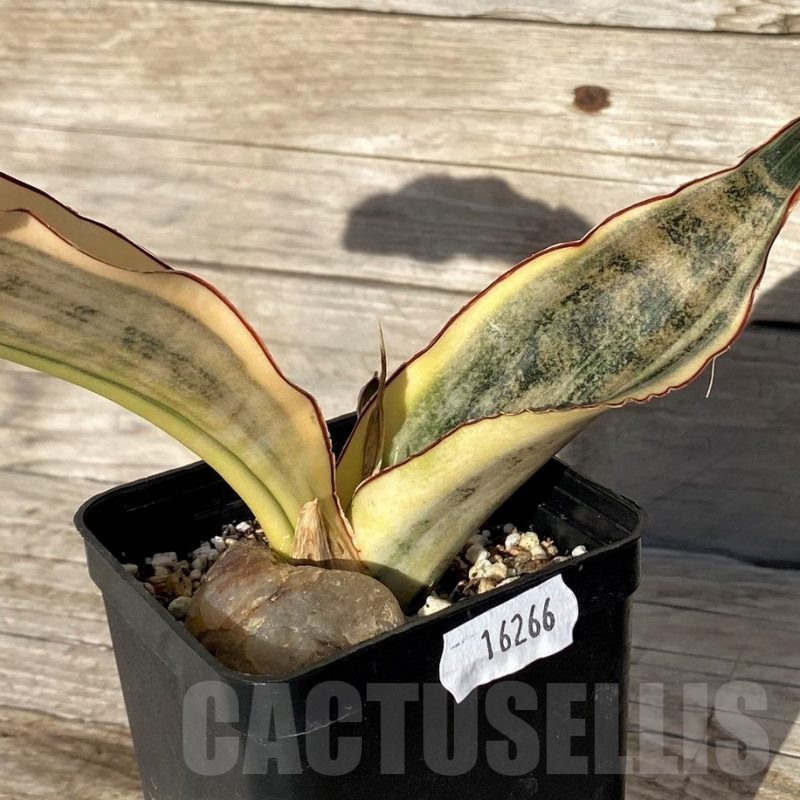 SH16266 Sansevieria kirkii 'White'