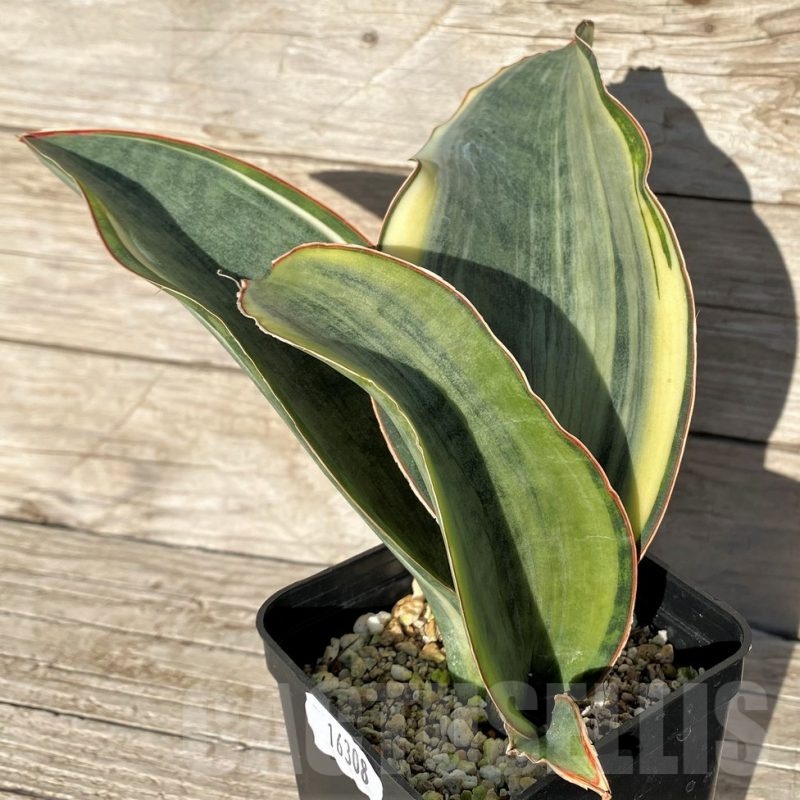 SH16308 Sansevieria masoniana 'White Roset'