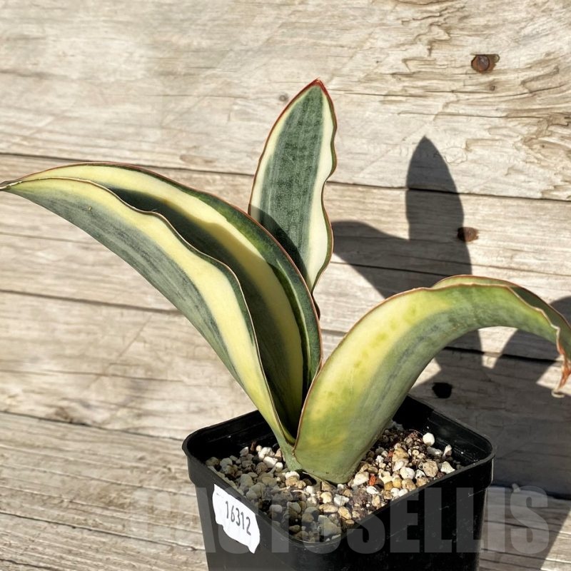 SH16312 Sansevieria masoniana 'White Roset'