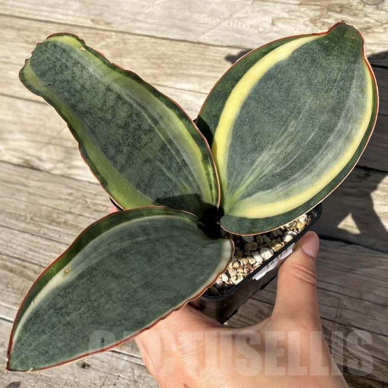 SH16313 Sansevieria masoniana 'White Roset'