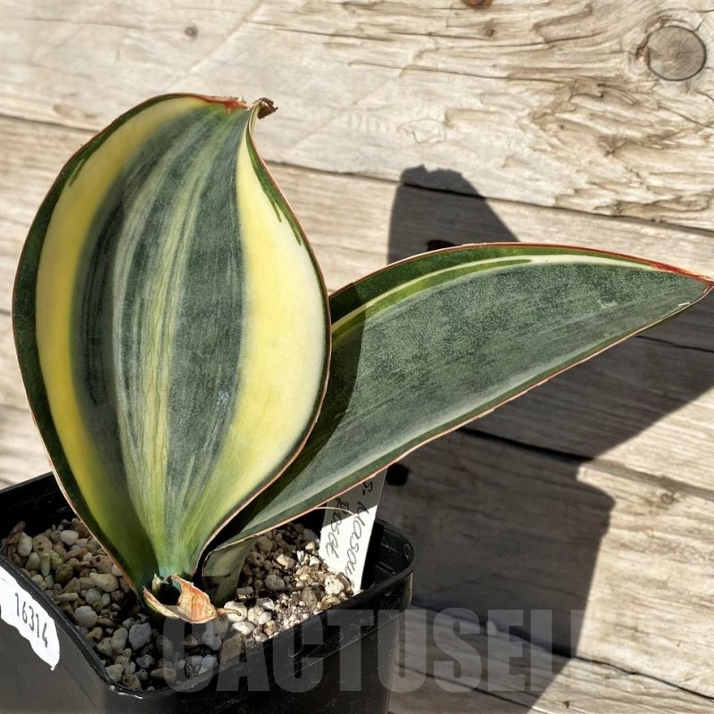 SH16314 Sansevieria masoniana 'White Roset'