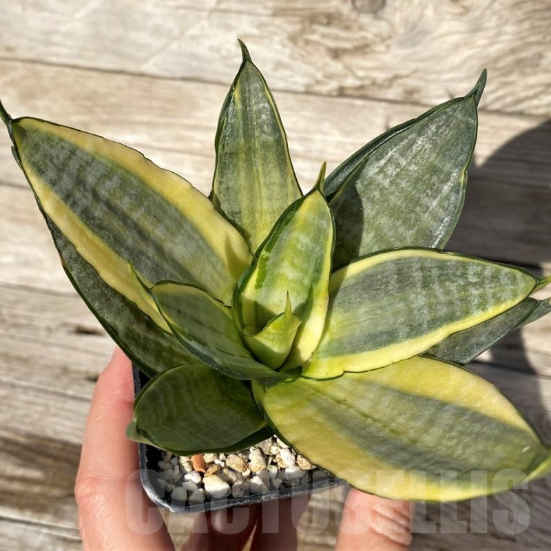 SH16317 Sansevieria hahnii 'Zebra' f. variegata