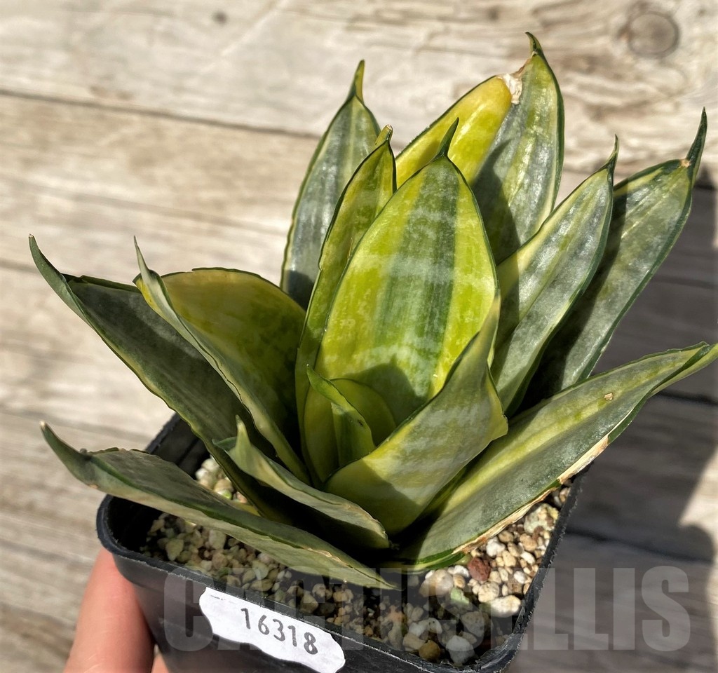 SH16318 Sansevieria hahnii 'Zebra' f. variegata - Image 2