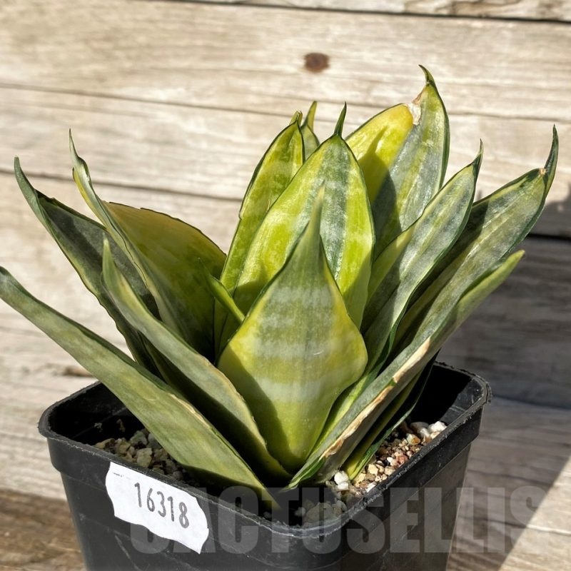 SH16318 Sansevieria hahnii 'Zebra' f. variegata