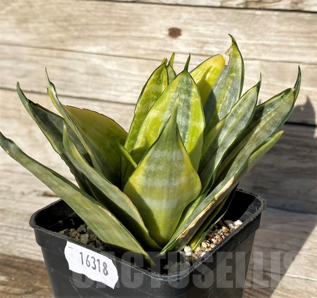 SH16318 Sansevieria hahnii 'Zebra' f. variegata