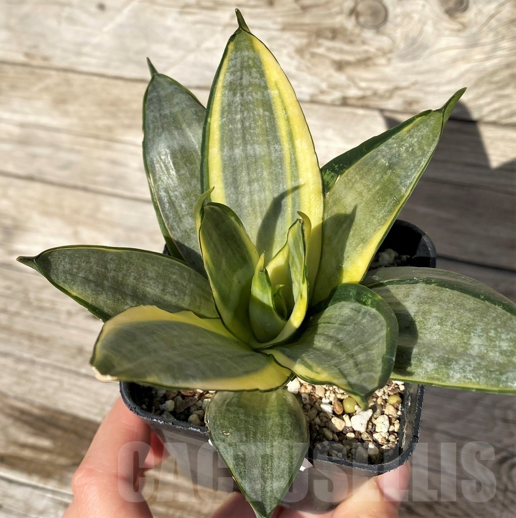SH16319 Sansevieria hahnii 'Zebra' f. variegata - Image 3