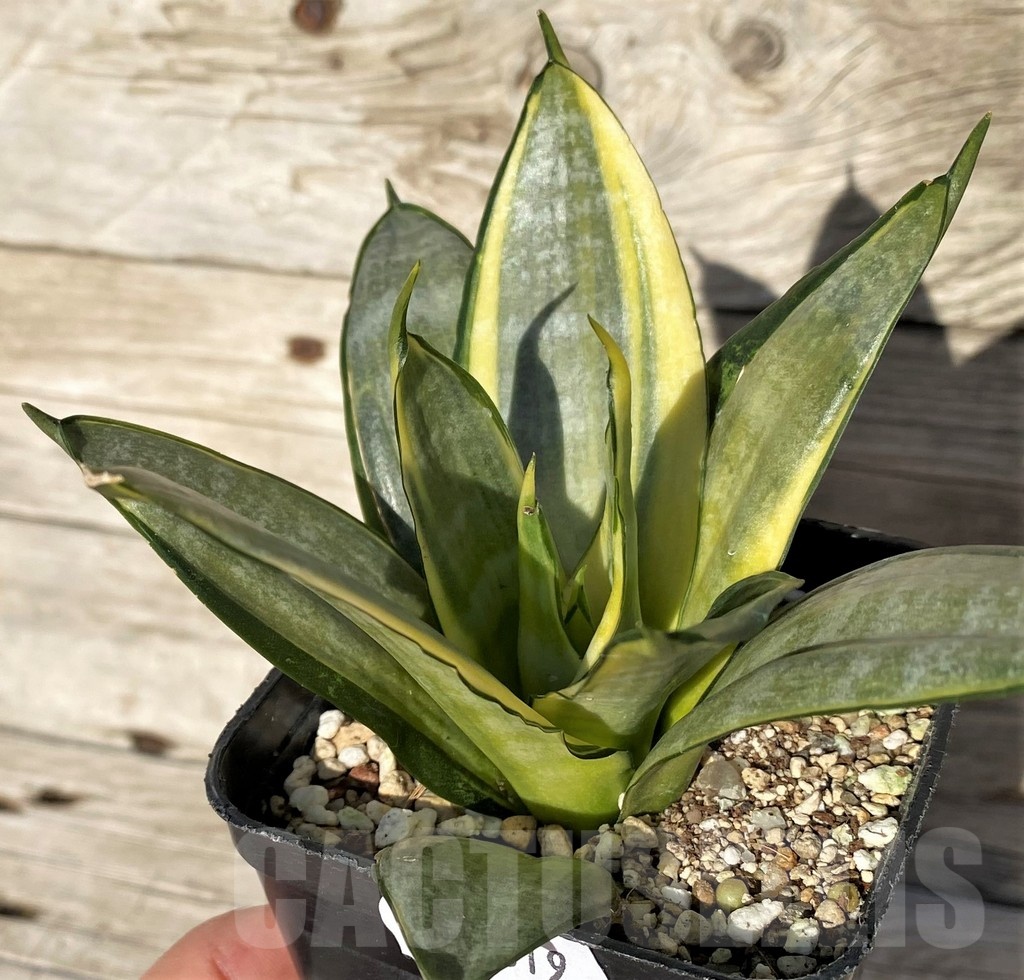 SH16319 Sansevieria hahnii 'Zebra' f. variegata - Image 2