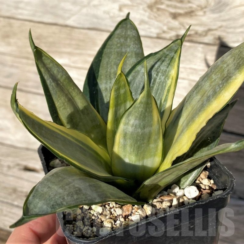 SH16319 Sansevieria hahnii 'Zebra' f. variegata