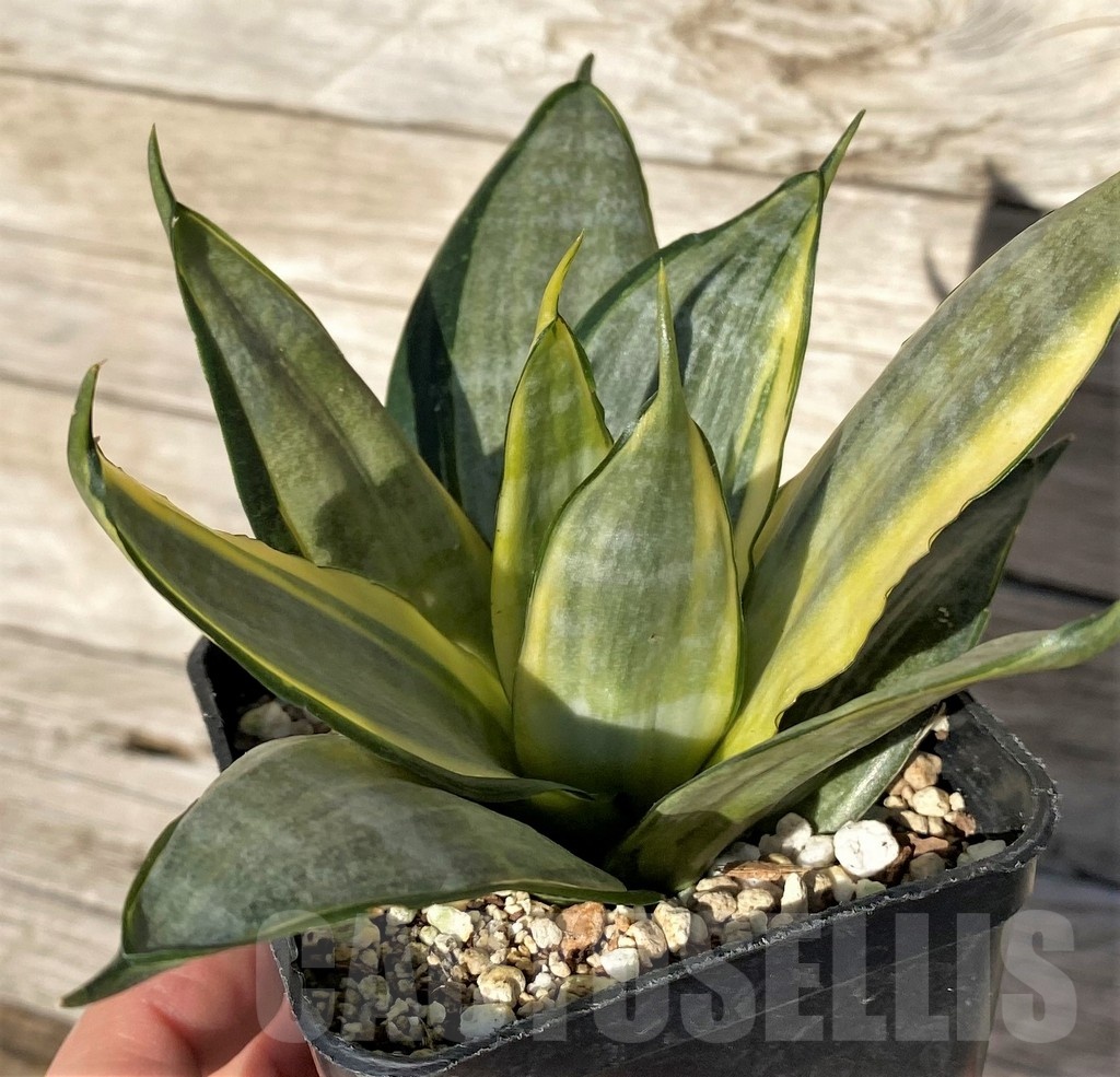 SH16319 Sansevieria hahnii 'Zebra' f. variegata