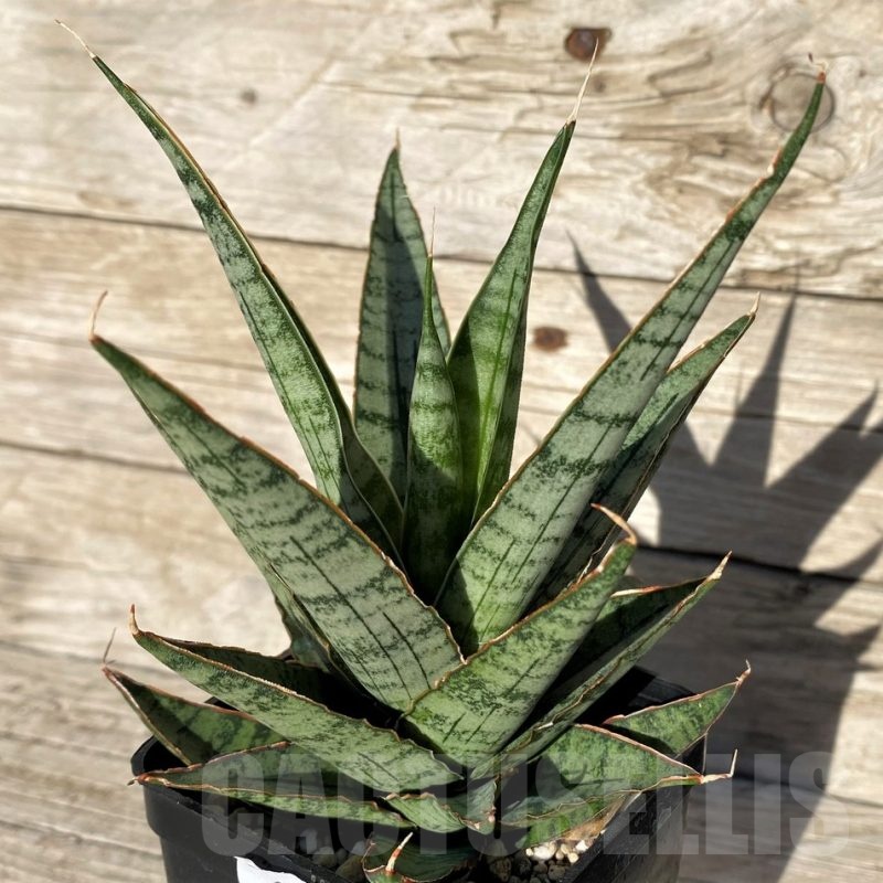 SH16320 Sansevieria ‘Sweet Celery’