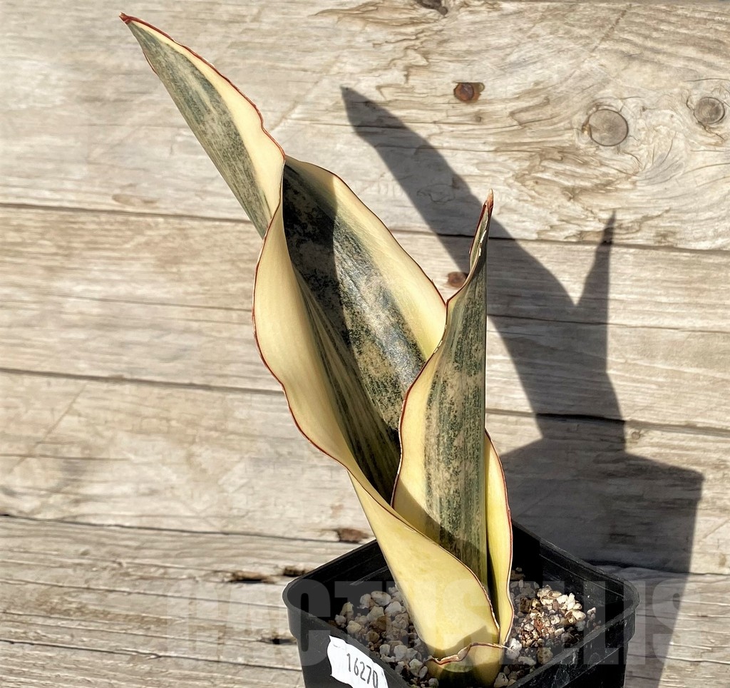 SH16270 Sansevieria kirkii 'White' - Image 2