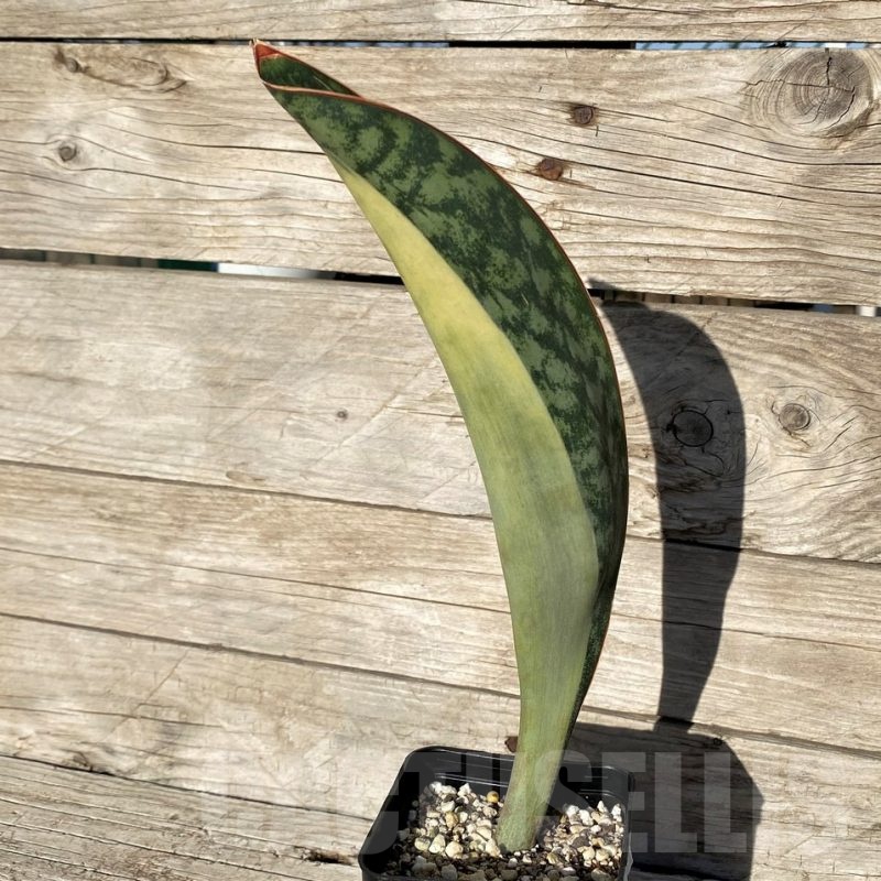 SH16324 Sansevieria masoniana 'Mediopicta'