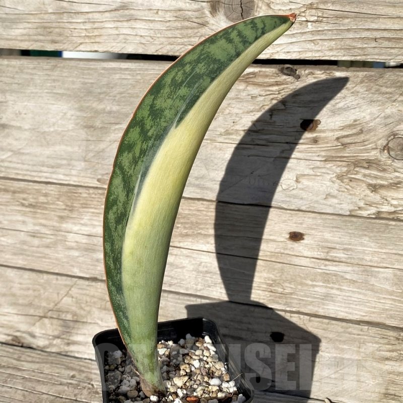 SH16329 Sansevieria masoniana 'Mediopicta'