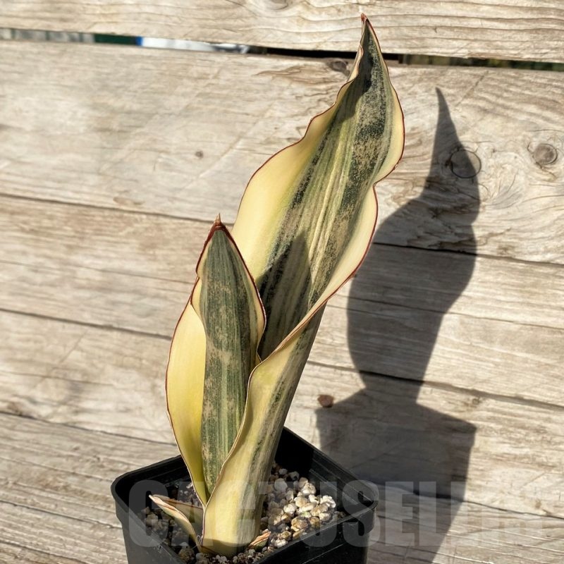 SH16270 Sansevieria kirkii 'White'
