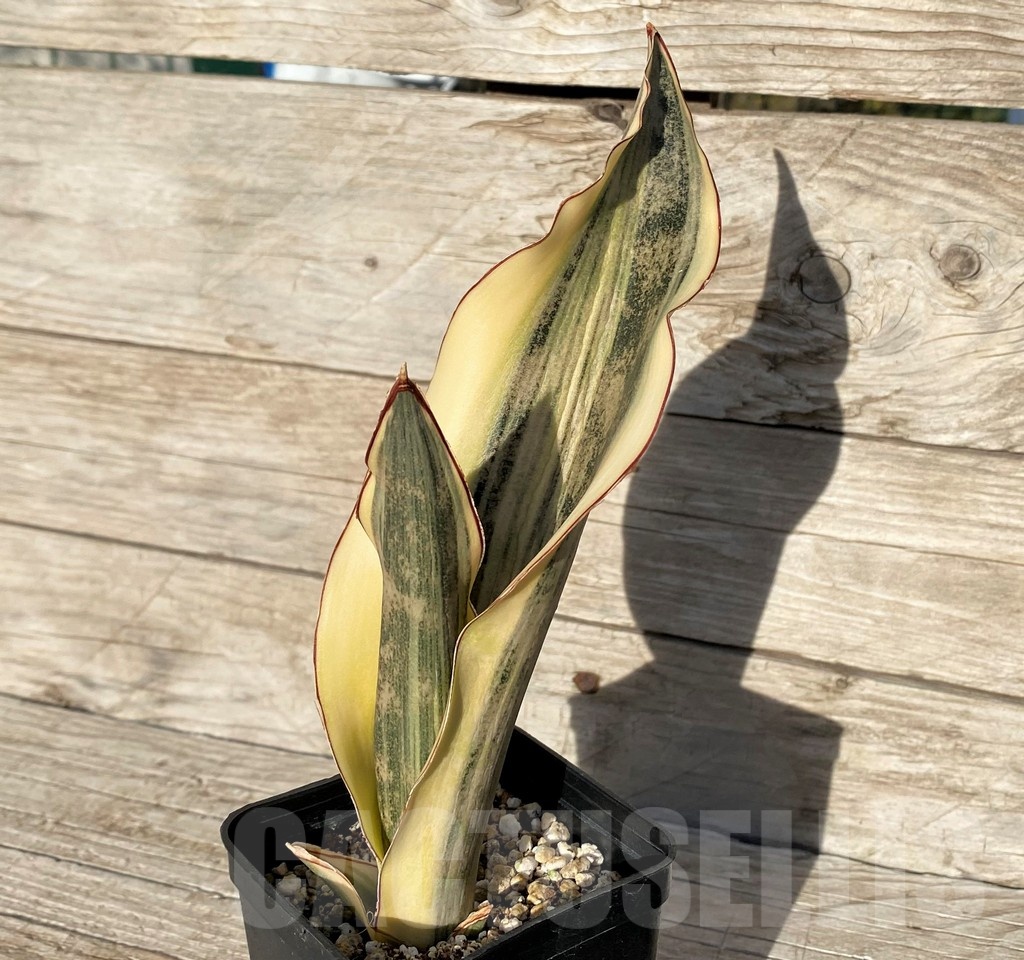 SH16270 Sansevieria kirkii 'White'