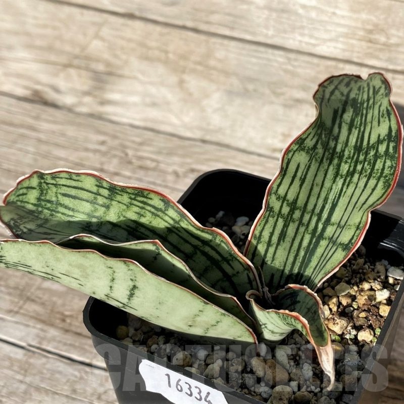 SH16334 Sansevieria ‘Cleopatra’