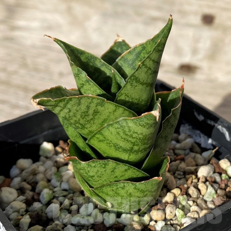 SH16336 Sansevieria 'Win Win'