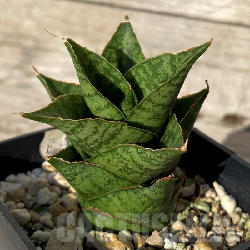 SH16338 Sansevieria 'Win Win'