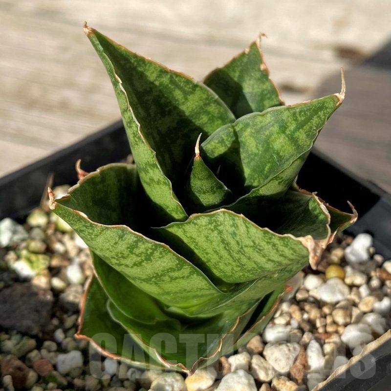 SH16339 Sansevieria 'Win Win'