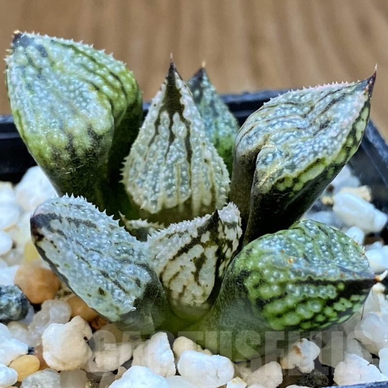SH16611 Haworthia ‘Princess Kazunomiya Mutant’