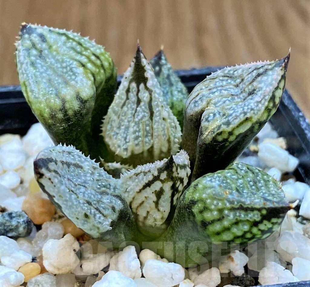 SH16611 Haworthia ‘Princess Kazunomiya Mutant’