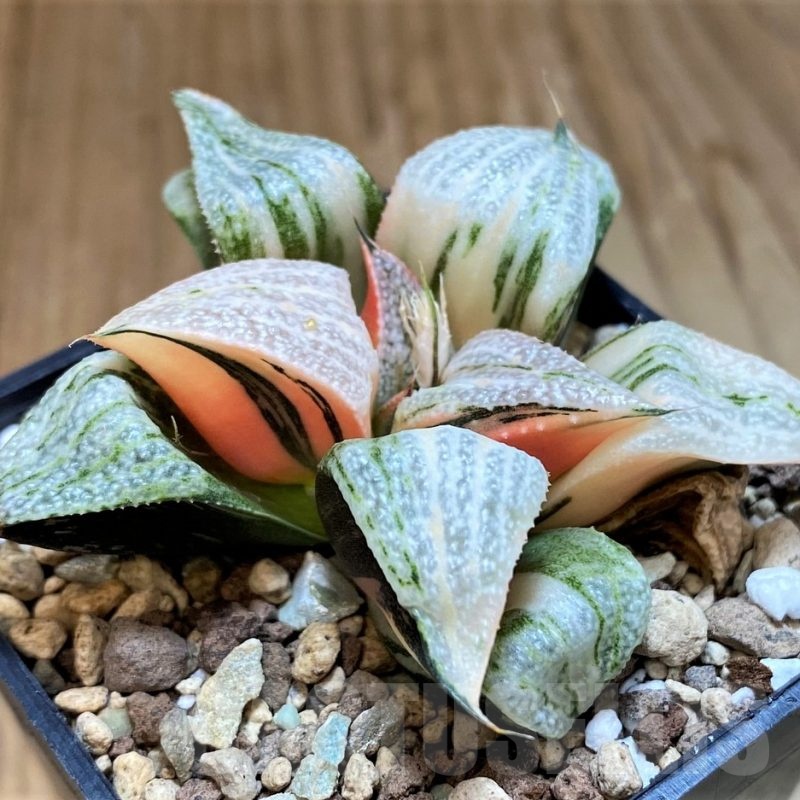 SH16833 Haworthia splendens f. variegata