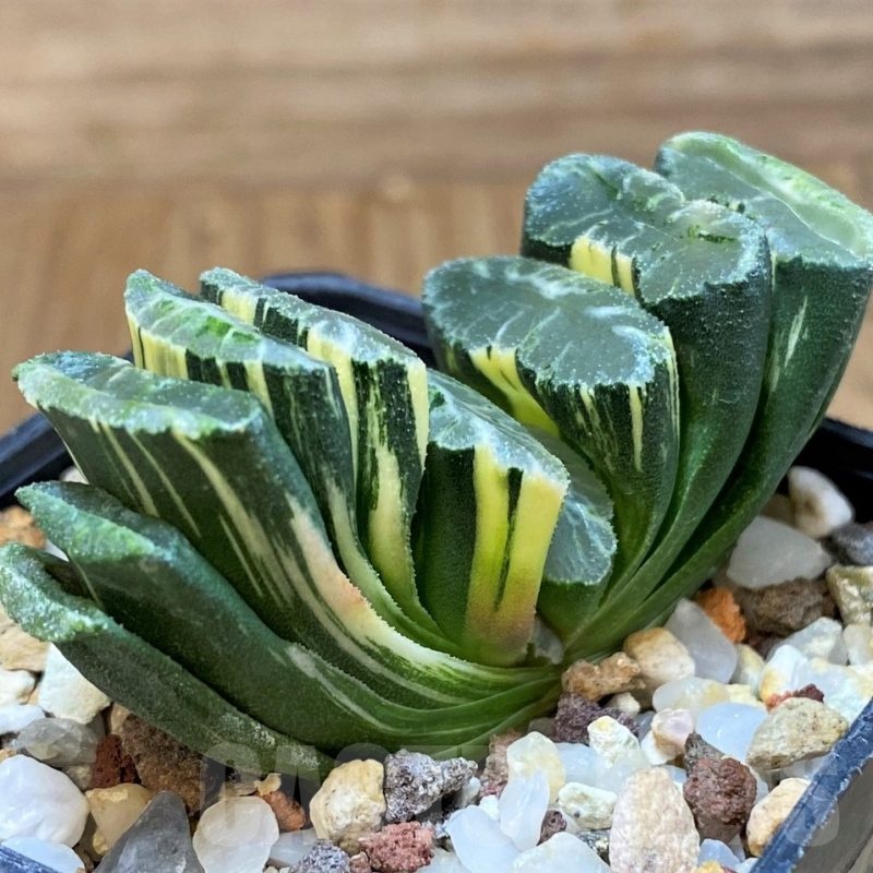 SH14746 Haworthia truncata f. variegata -Japan-