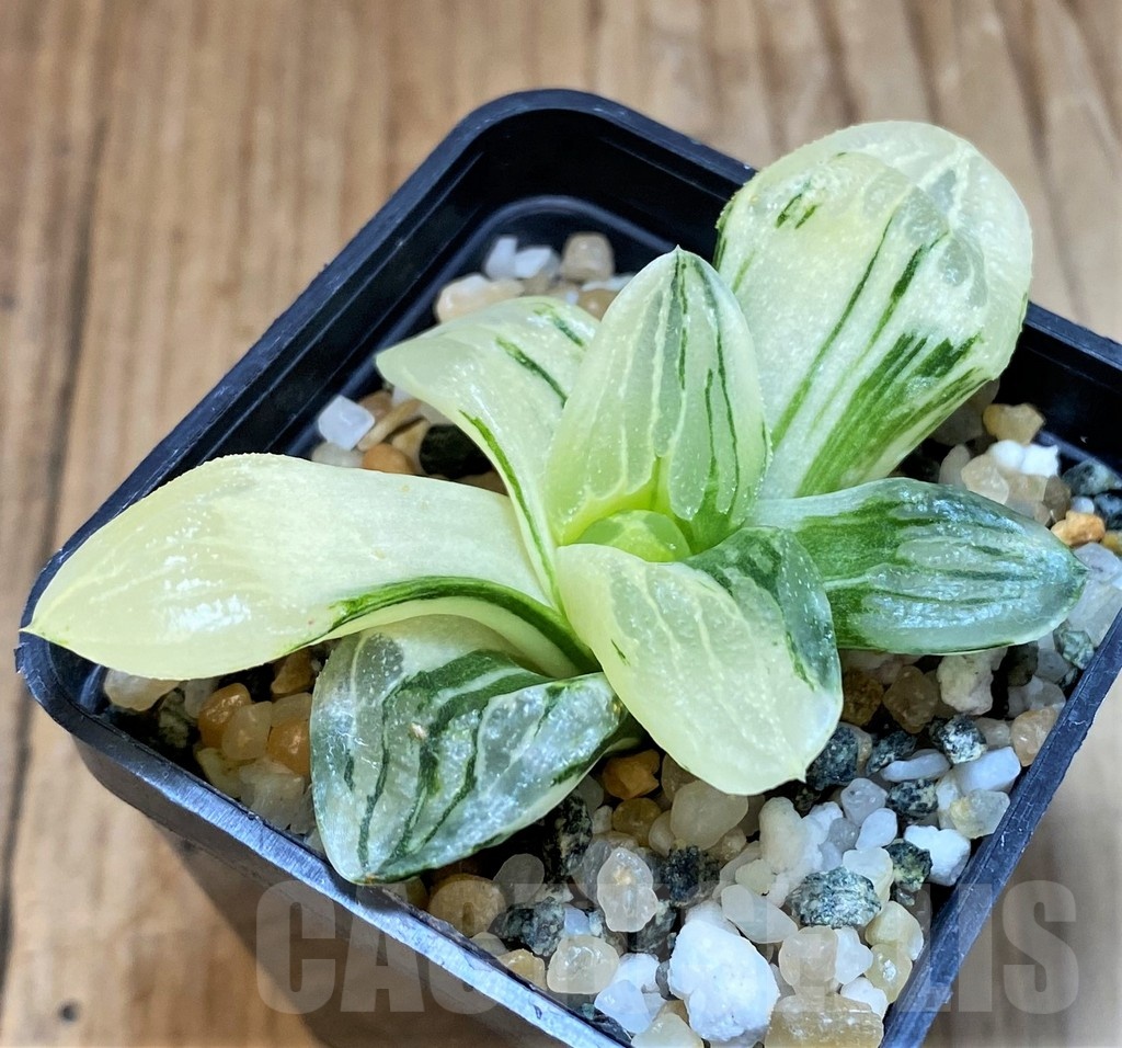 SH16819 Haworthia 'Ice City' f. variegata - immagine 3