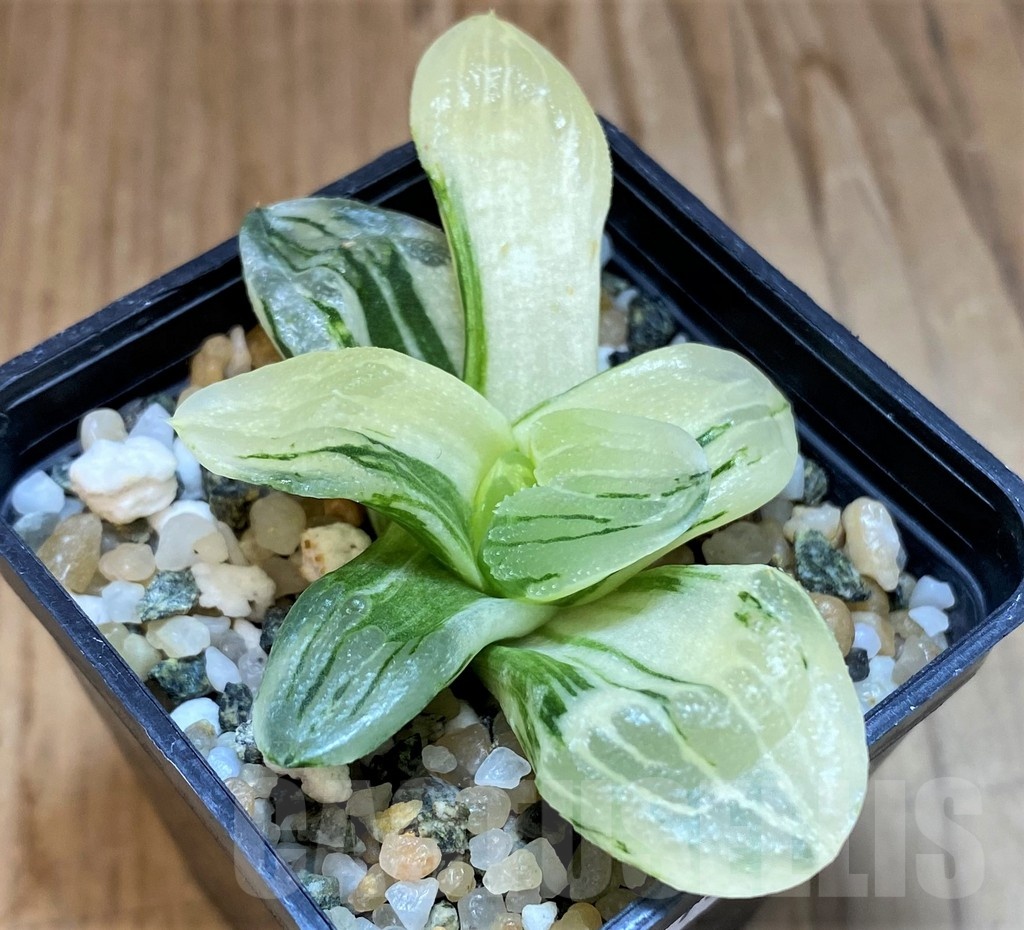SH16819 Haworthia 'Ice City' f. variegata - immagine 2