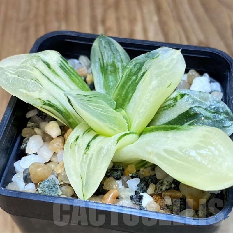 SH16819 Haworthia 'Ice City' f. variegata