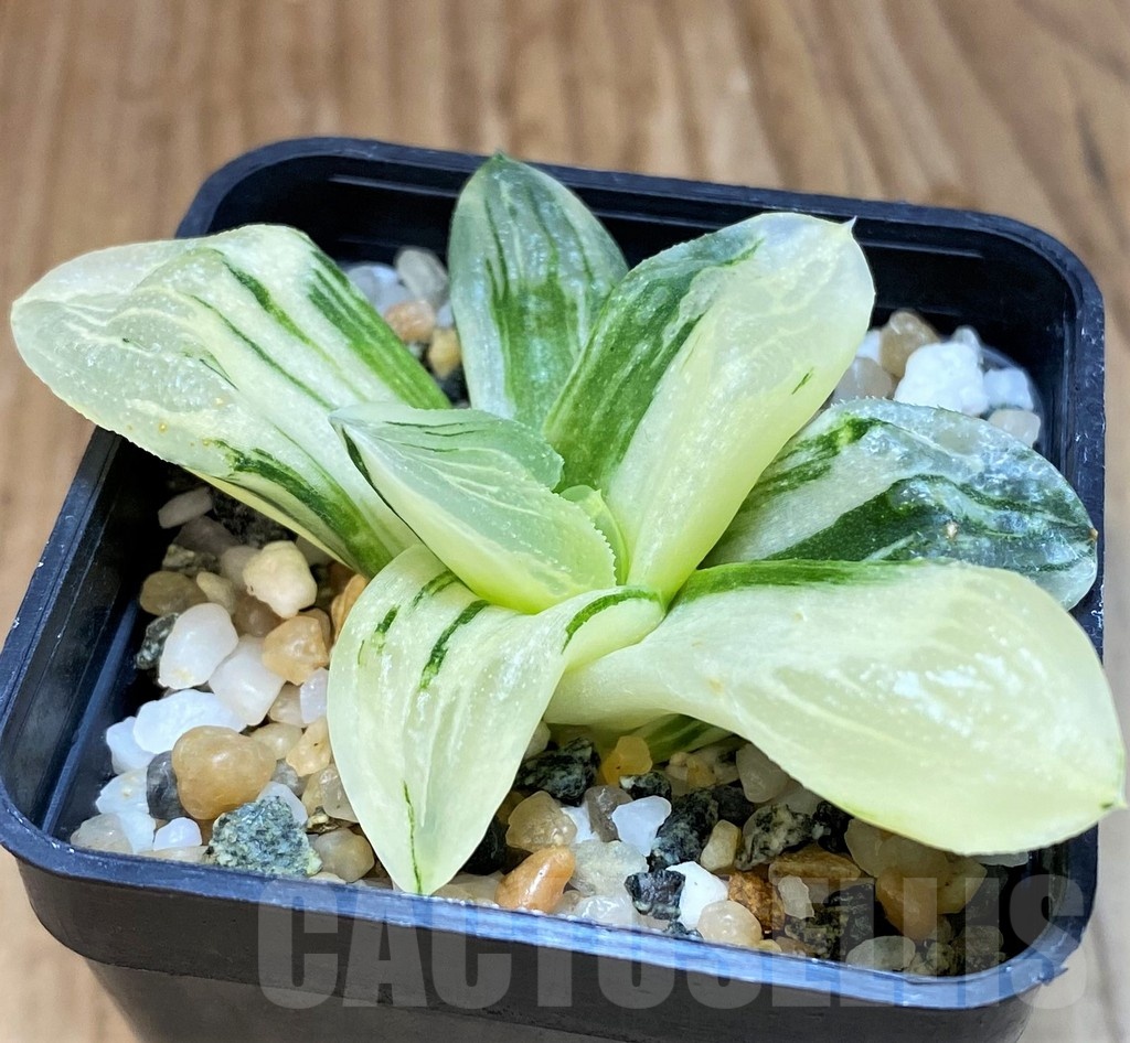 SH16819 Haworthia 'Ice City' f. variegata