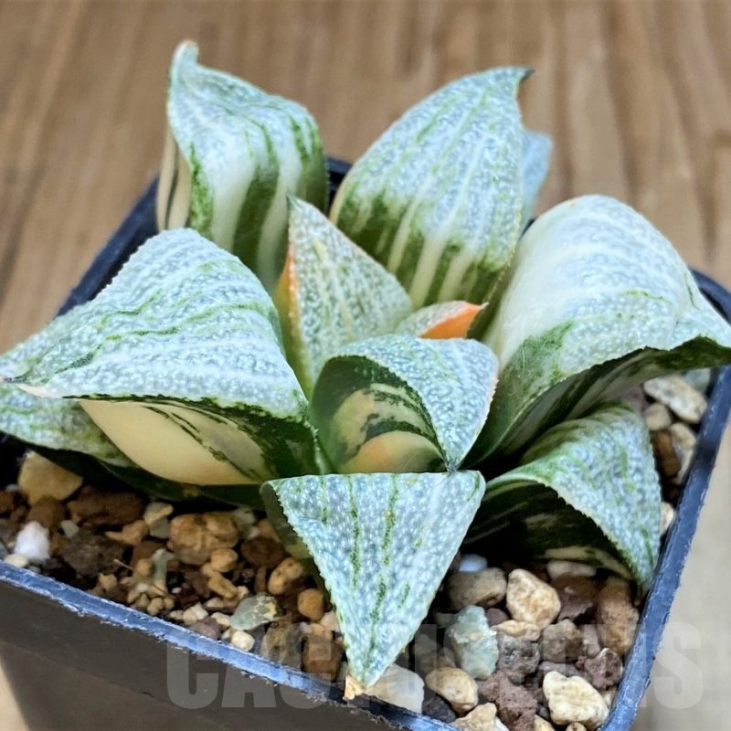SH16834 Haworthia splendens f. variegata