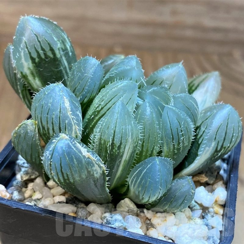 SH17135 Haworthia obtusa 'Black' f. variegata