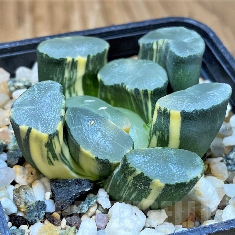 SH13791 Haworthia maughanii f. variegata