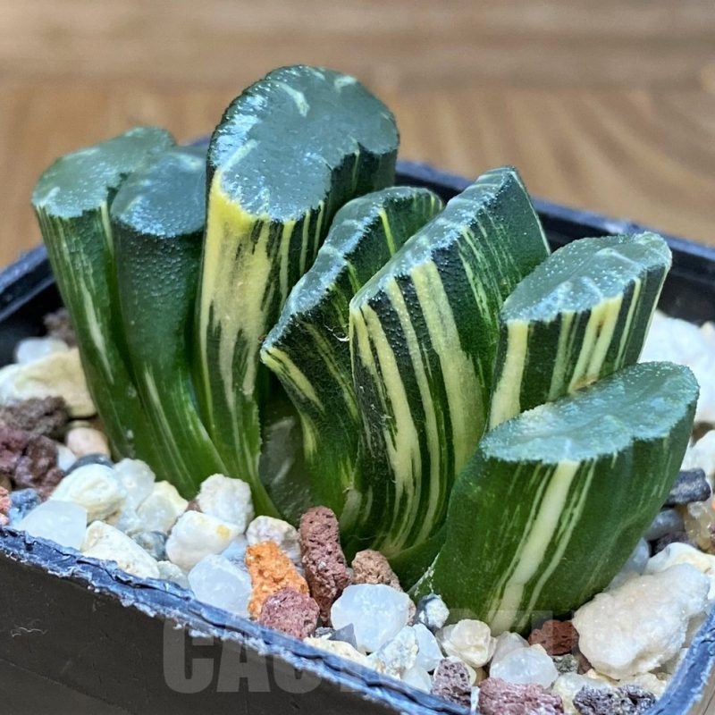SH14743 Haworthia truncata f. variegata -Japan-
