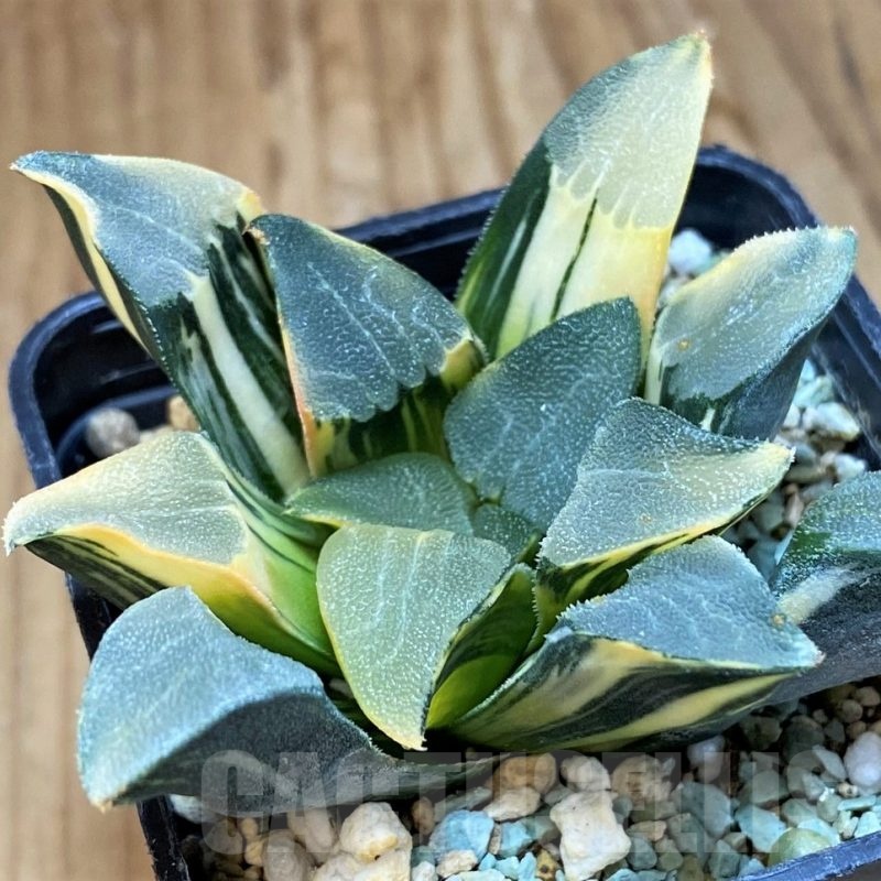 SH8578 Haworthia bayeri f. variegata