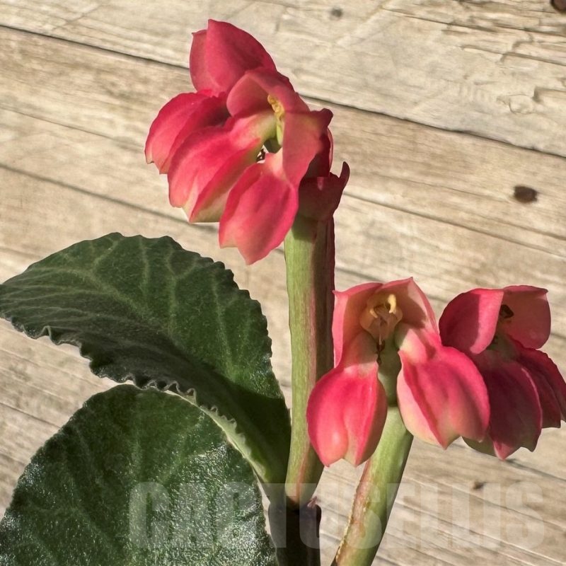 SH16430 Monadenium coccineum