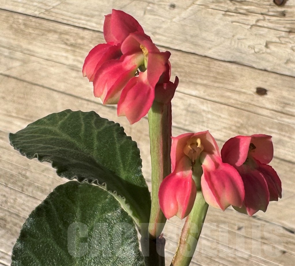 SH16430 Monadenium coccineum
