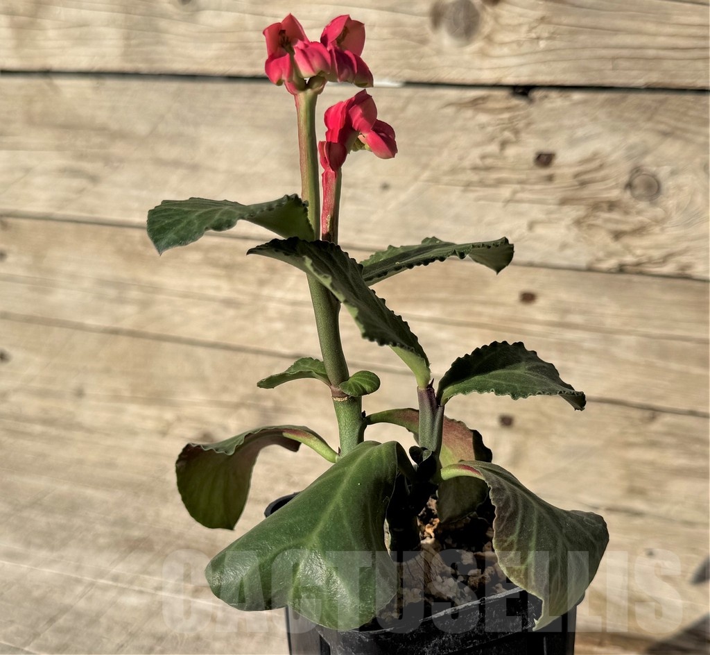 SH16430 Monadenium coccineum - Зображення 2