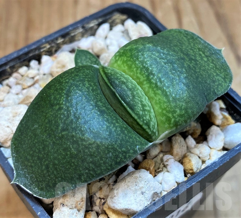 SH16916 Gasteria armstrongii hybrid, seedling - Imagen 2