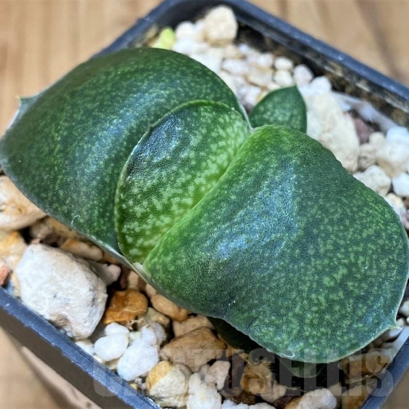 SH16916 Gasteria armstrongii hybrid, seedling