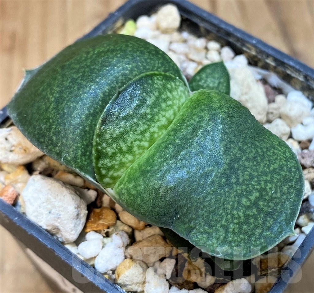 SH16916 Gasteria armstrongii hybrid, seedling