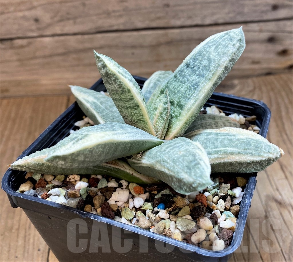SH16383 Gasteria batesiana 'White' - Obrázek 2