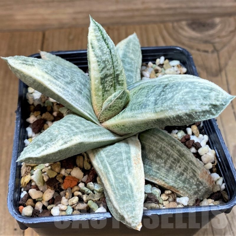 SH16383 Gasteria batesiana 'White'