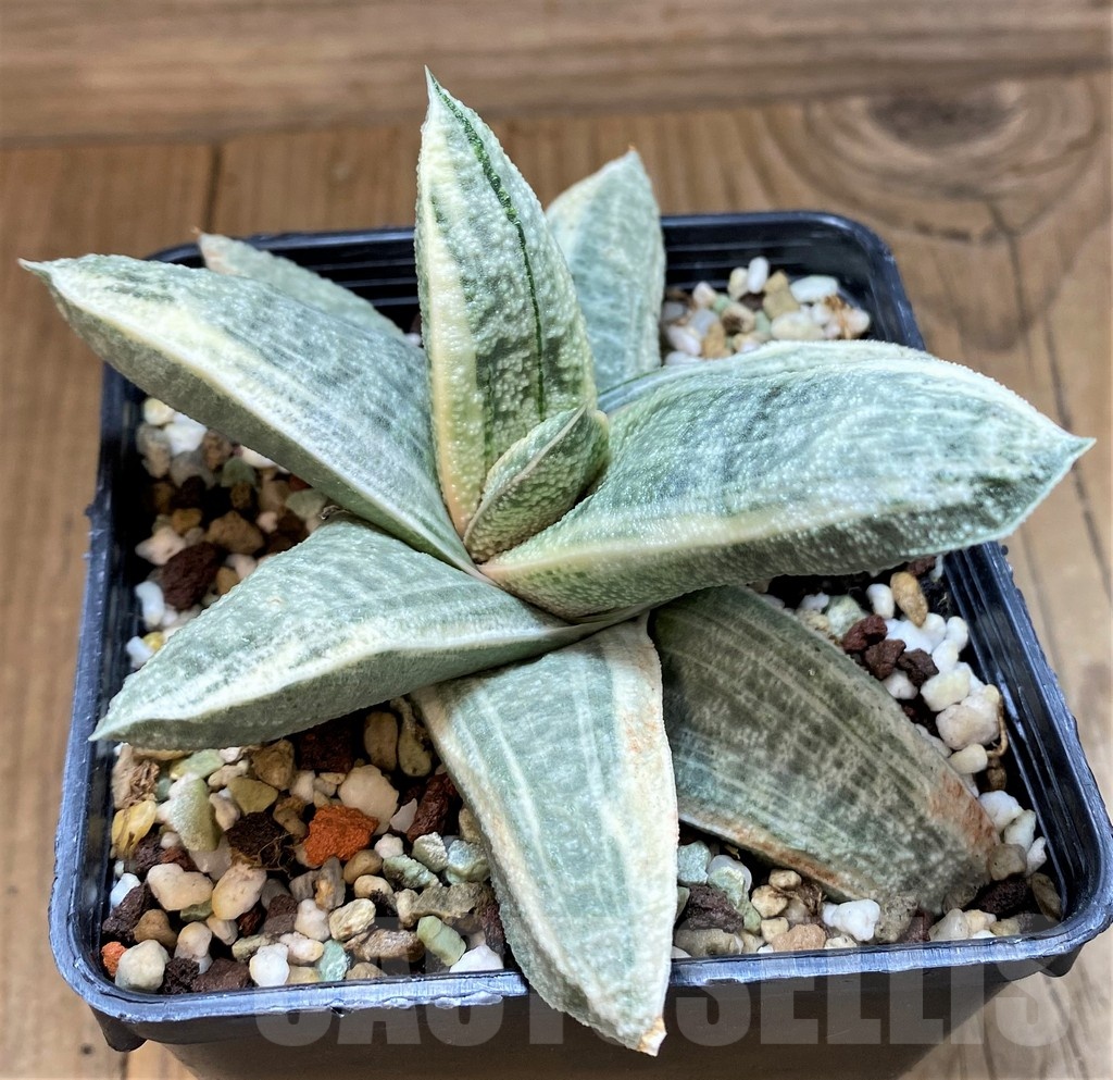 SH16383 Gasteria batesiana 'White'