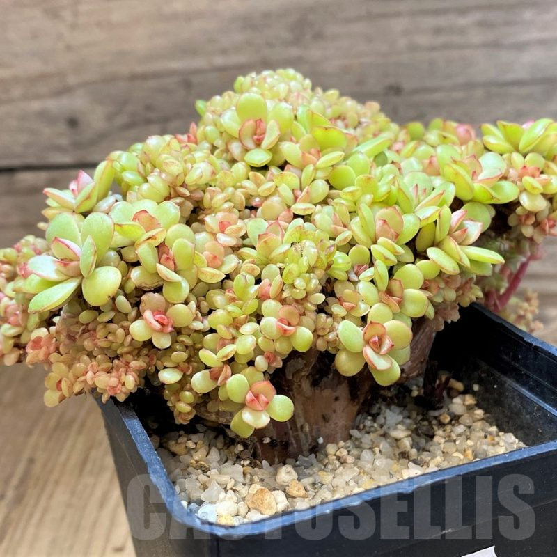 SH16880 Echeveria hybrid f. cristata