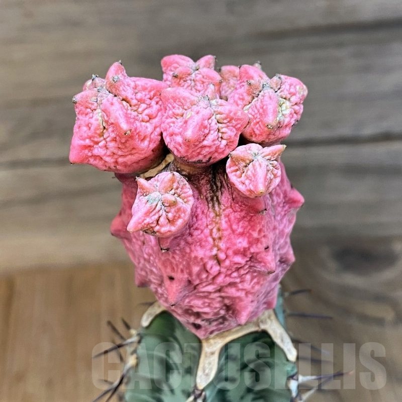 SH18216 Euphorbia abdelkuri 'Damask', grafted