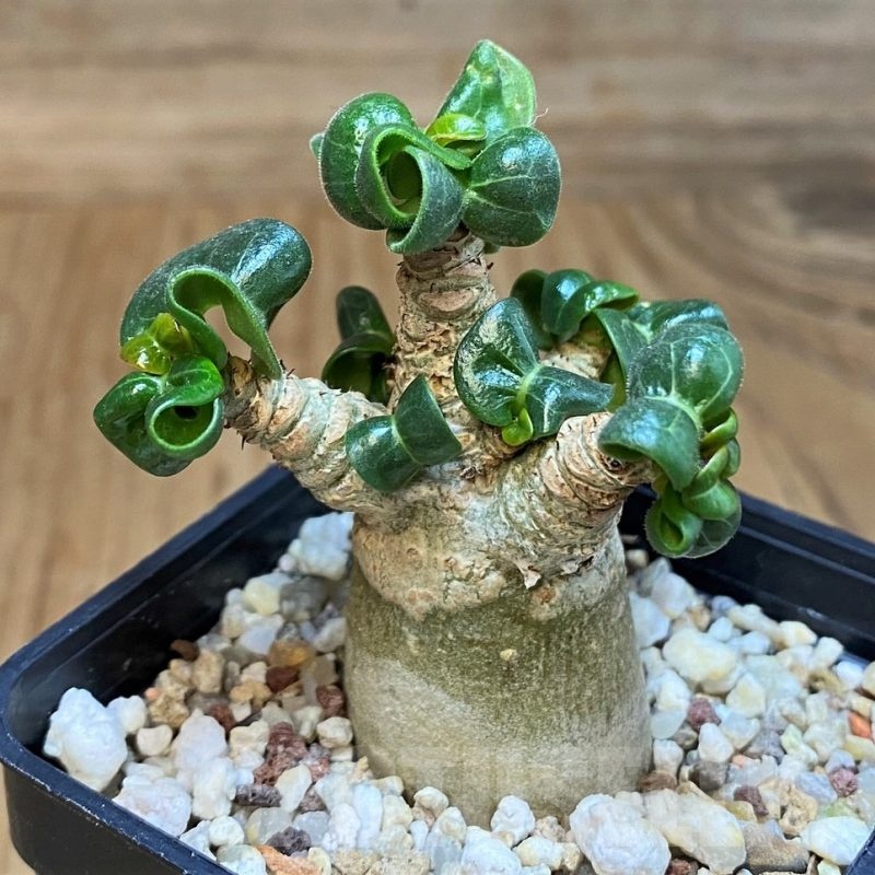 SH17063 Adenium arabicum DHA