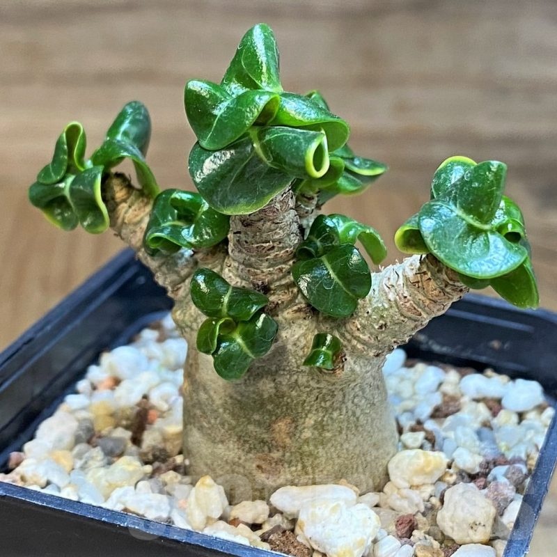 SH16904 Adenium arabicum DHA
