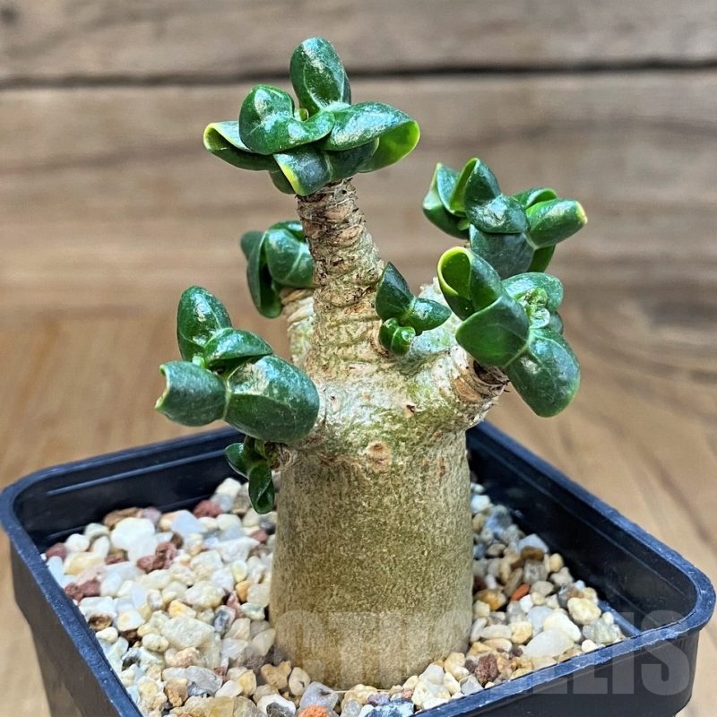 SH16160 Adenium arabicum DHA